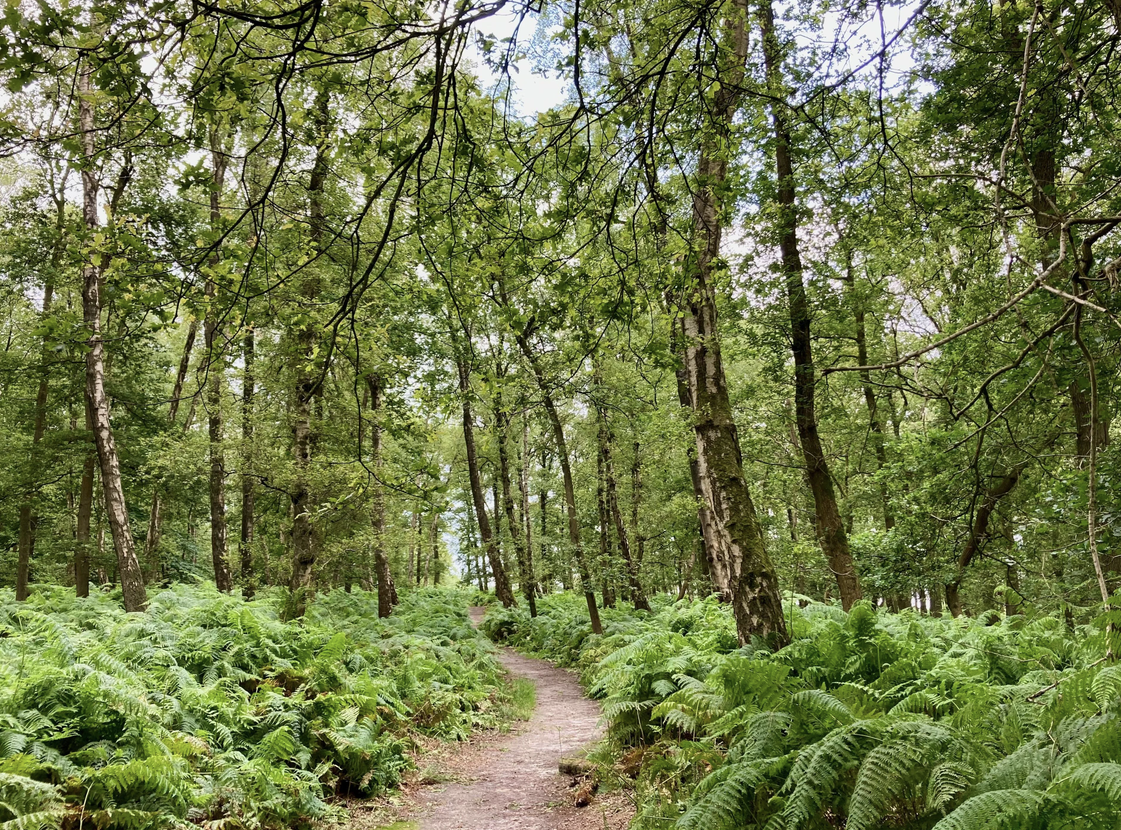 Forest depiction representing healthy air quality
